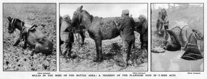 Framed Print : Mules rescued from the mud, 1917 Framed Print : Mules rescued from the mud, 1917