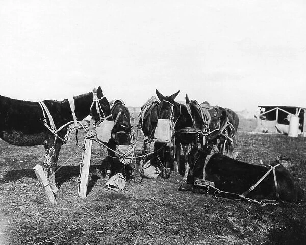 Mules wearing nosebags, Western Front, WW1