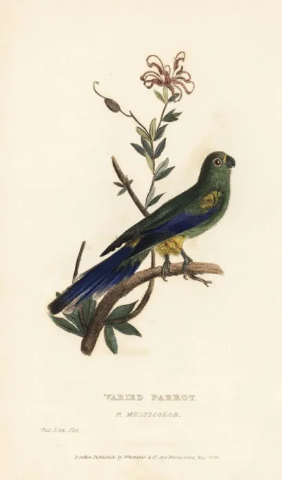 Framed Print : Mulga parrot, Psephotus varius Framed Print : Mulga parrot, Psephotus varius