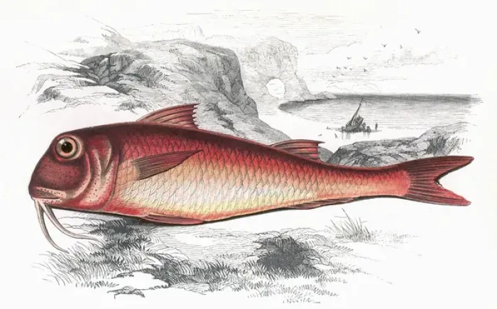 Framed Print : Mullus barbatus, or Red Mullet Framed Print : Mullus barbatus, or Red Mullet