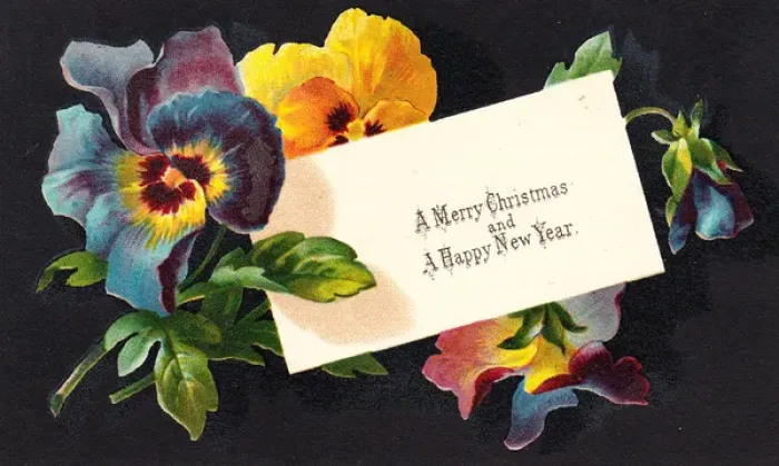 Framed Print : Multicoloured pansies on a Christmas card Framed Print : Multicoloured pansies on a Christmas card