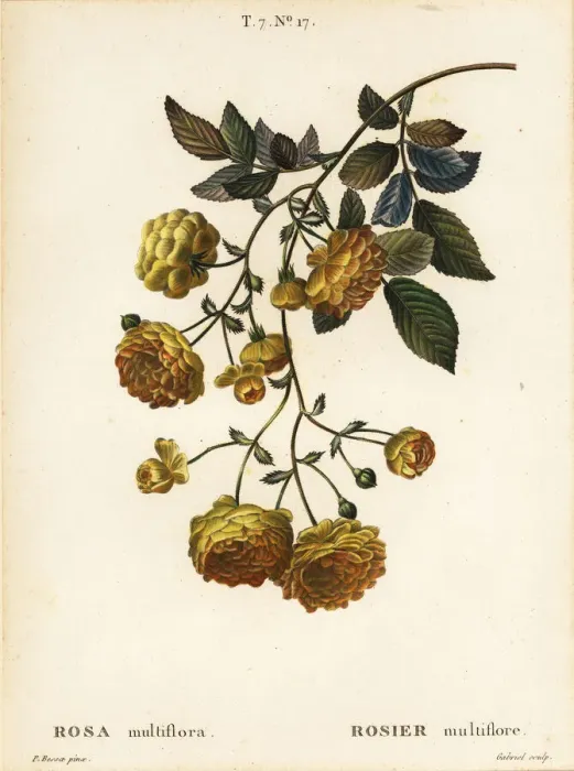 Framed Print : Multiflora rose or Japanese rose, Rosa multiflora