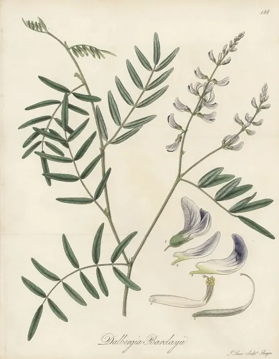 Framed Print : Mundulea barclayi Framed Print : Mundulea barclayi
