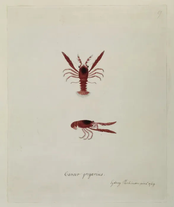 Framed Print : Munida gregaria, lobster krill Framed Print : Munida gregaria, lobster krill