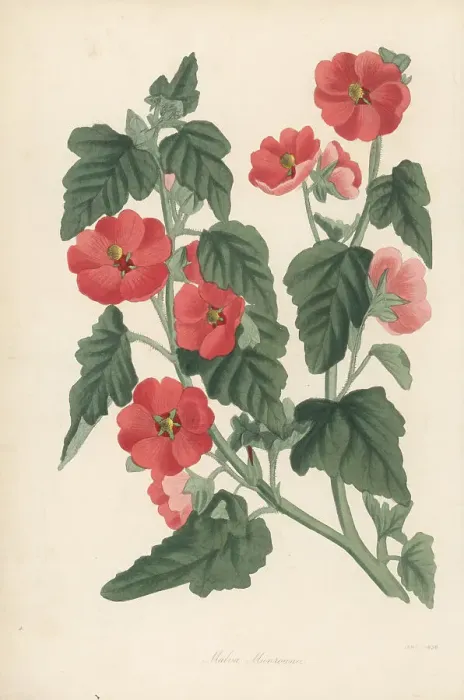 Framed Print : Munro's globemallow, Sphaeralcea munroana Framed Print : Munro's globemallow, Sphaeralcea munroana