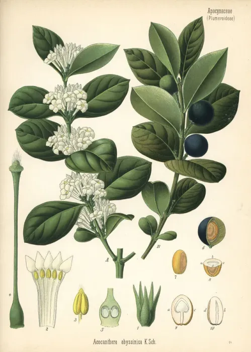 Framed Print : Mupta or mptah, Acokanthera schimperi Framed Print : Mupta or mptah, Acokanthera schimperi