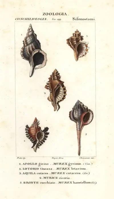 Framed Print : Murex gyrinus, Murex lotorium, Murex cutaceus Framed Print : Murex gyrinus, Murex lotorium, Murex cutaceus