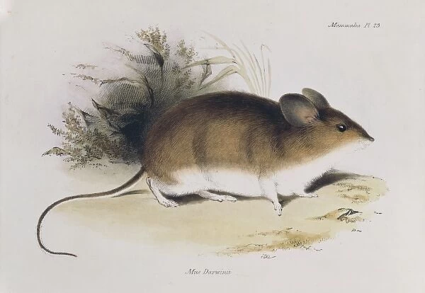 Mus darwinii, Darwins mouse