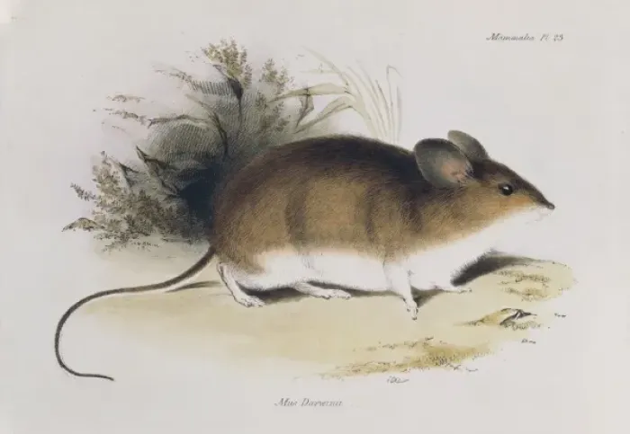 Framed Print : Mus darwinii, Darwins mouse Framed Print : Mus darwinii, Darwins mouse