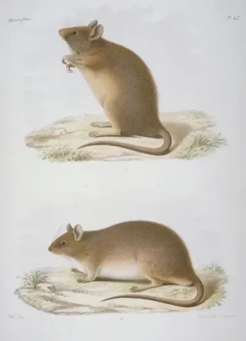 Framed Print : Mus flavipectus and Mus griseipectus Framed Print : Mus flavipectus and Mus griseipectus