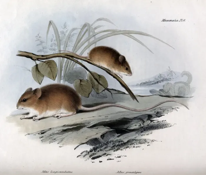 Framed Print : Mus longicaudatus - Two species of mice from South America Framed Print : Mus longicaudatus - Two species of mice from South America