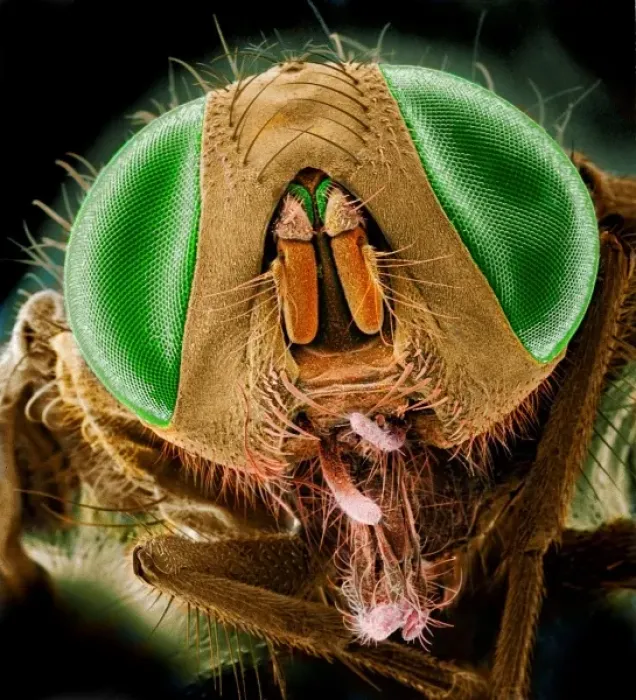 Framed Print : Musca domestica, house fly Framed Print : Musca domestica, house fly