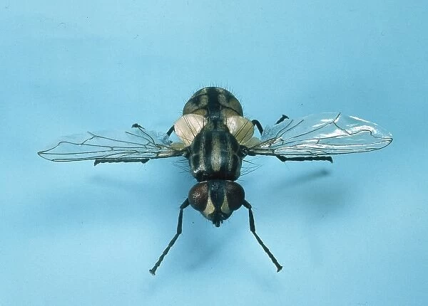 Musca domestica, house fly