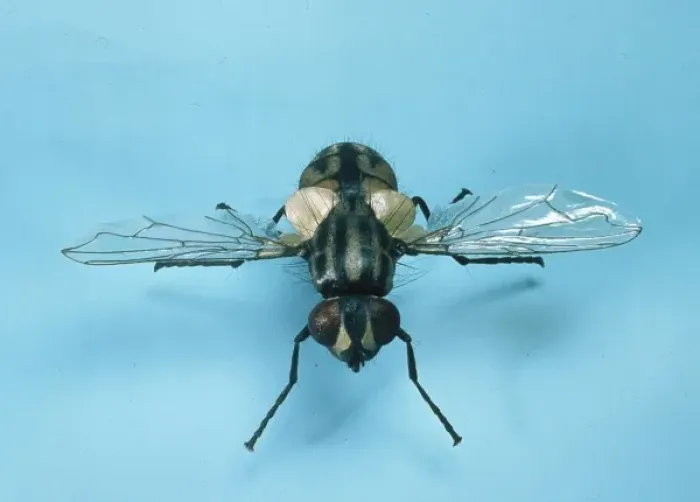 Framed Print : Musca domestica, house fly Framed Print : Musca domestica, house fly