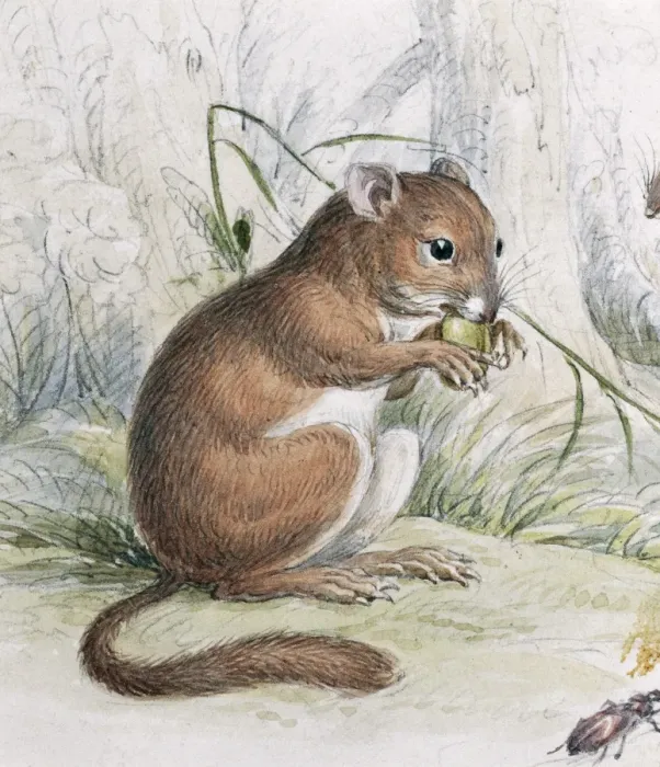 Framed Print : Muscardinus avellanarius, common dormouse Framed Print : Muscardinus avellanarius, common dormouse