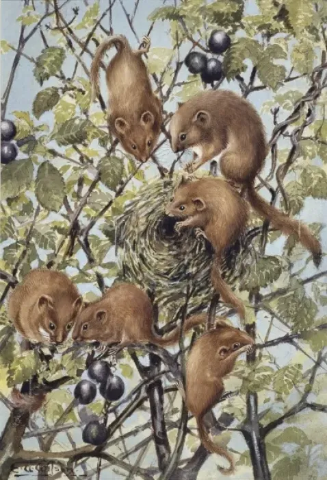 Framed Print : Muscardinus avellanarius, common dormouse Framed Print : Muscardinus avellanarius, common dormouse