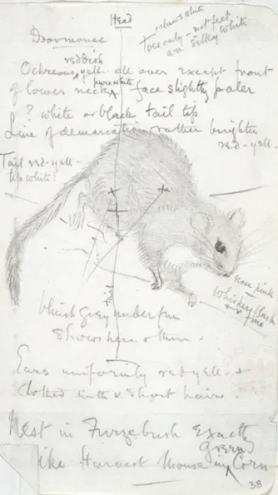 Framed Print : Muscardinus avellanarius, common dormouse Framed Print : Muscardinus avellanarius, common dormouse