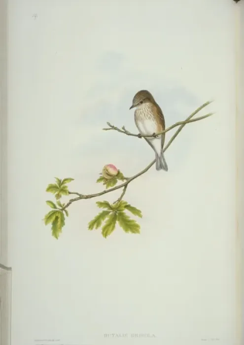 Framed Print : Muscicapa striata, spotted flycatcher Framed Print : Muscicapa striata, spotted flycatcher