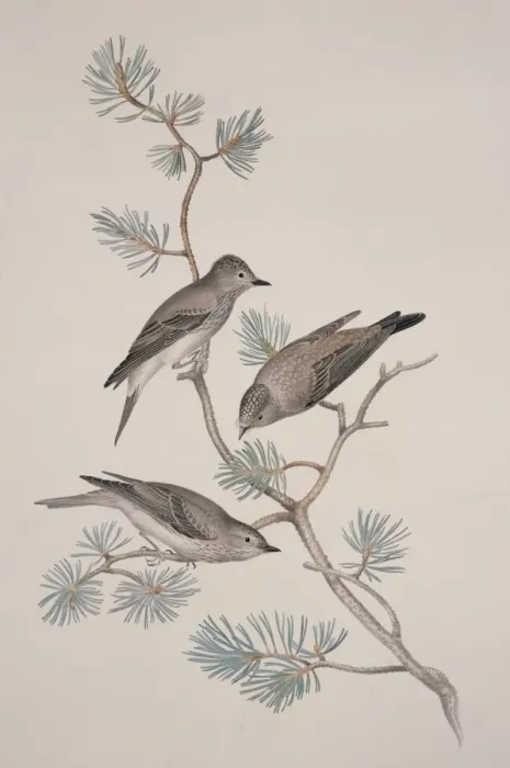 Framed Print : Muscicapa striata, spotted flycatcher Framed Print : Muscicapa striata, spotted flycatcher