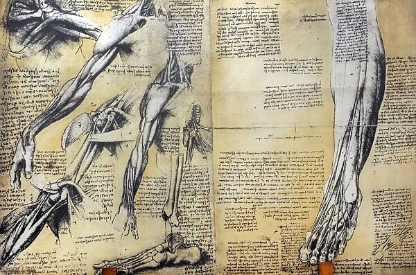 Muscle structure Leonardo da Vincis drawing. 15th century