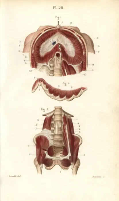 Framed Print : Muscles of the diaphragm, ribs and pelvis Framed Print : Muscles of the diaphragm, ribs and pelvis