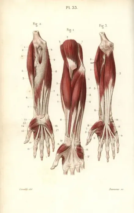 Framed Print : Muscles of the forearm and wrist