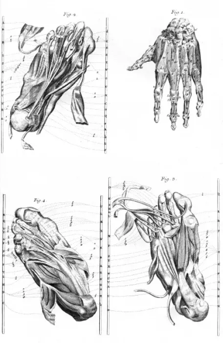 Framed Print : Muscles of Hand and Foot Framed Print : Muscles of Hand and Foot