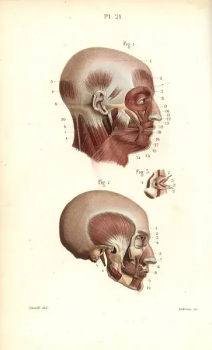 Framed Print : Muscles of the head Framed Print : Muscles of the head