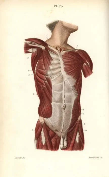 Framed Print : Muscles of the male torso Framed Print : Muscles of the male torso