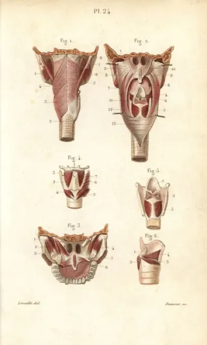 Framed Print : Muscles of the pharynx and larynx