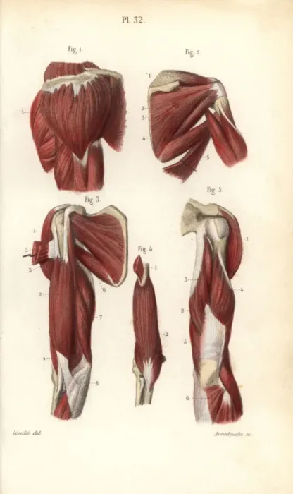Framed Print : Muscles of the shoulders and arms Framed Print : Muscles of the shoulders and arms