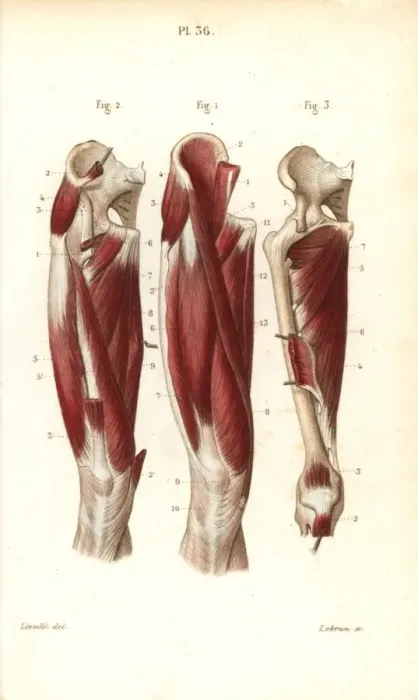 Framed Print : Muscles and tendons of the thigh Framed Print : Muscles and tendons of the thigh