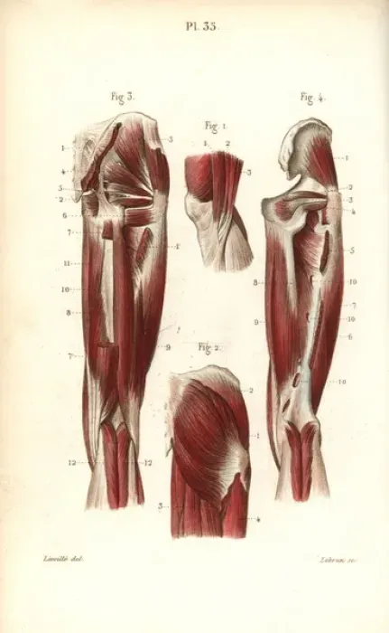 Framed Print : Muscles and tendons of the thigh and knee Framed Print : Muscles and tendons of the thigh and knee
