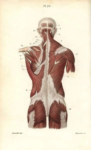 Muscles of the back and torso