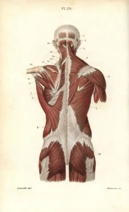 Framed Print : Muscles of the back and torso Framed Print : Muscles of the back and torso