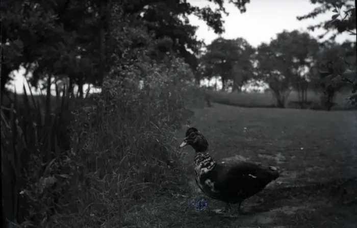 Framed Print : Muscovy Duck, Sissinghurst, Kent Framed Print : Muscovy Duck, Sissinghurst, Kent