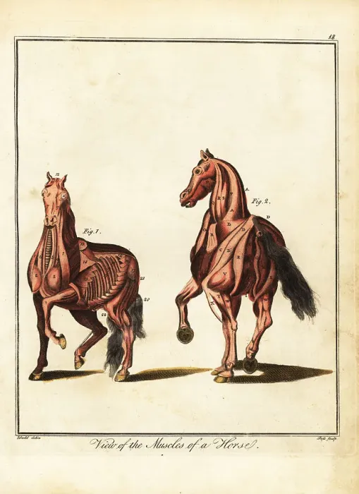 Framed Print : Musculature of a horse Framed Print : Musculature of a horse