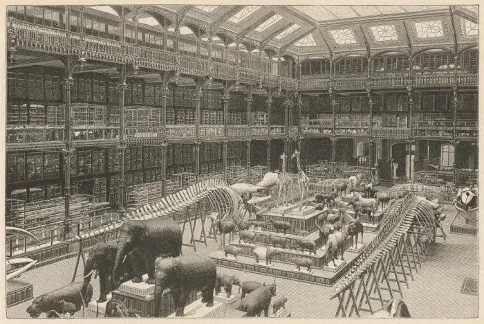 Framed Print : Museum Natural History Framed Print : Museum Natural History