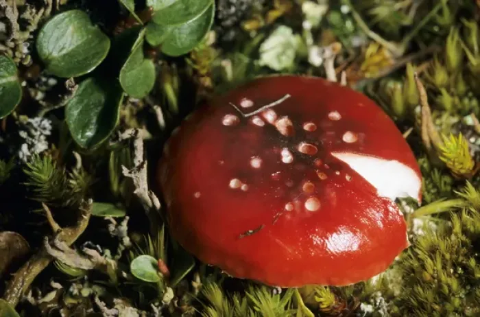 Framed Print : Mushroom Russula sp. in tundra near Dikson Framed Print : Mushroom Russula sp. in tundra near Dikson