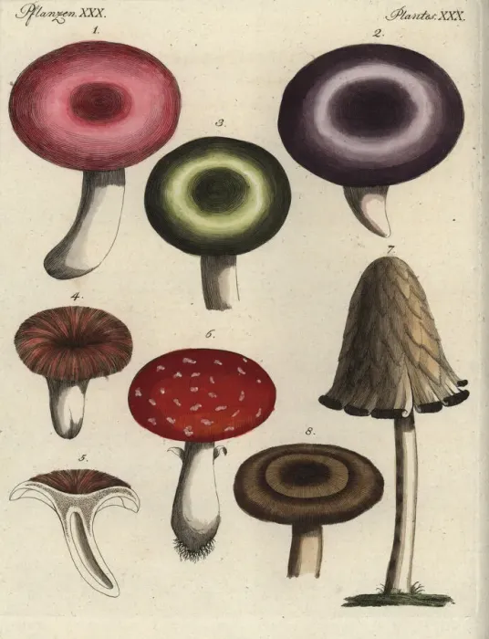 Framed Print : Mushroom varieties Framed Print : Mushroom varieties