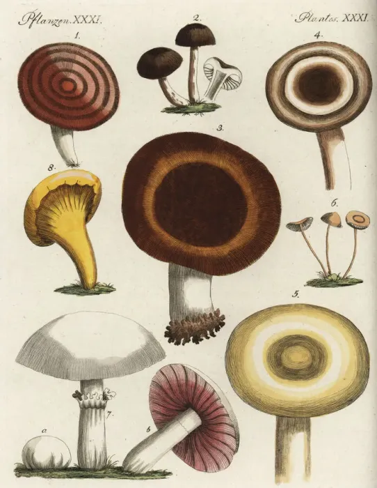 Framed Print : Mushroom varieties Framed Print : Mushroom varieties