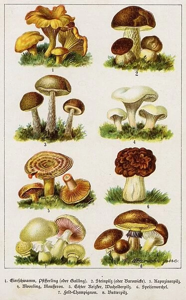 Mushrooms German Book