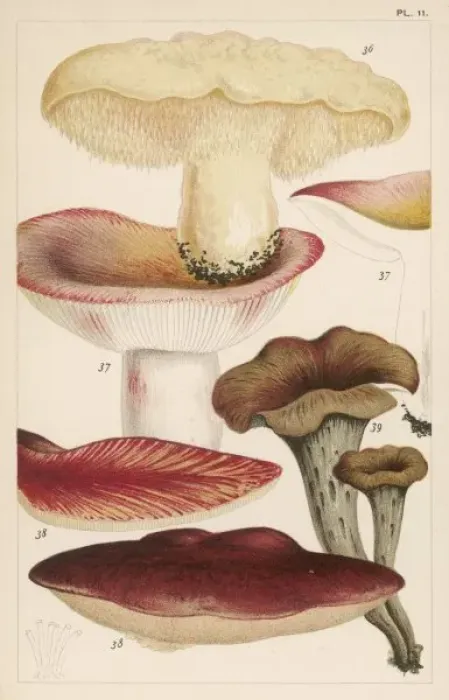 Framed Print : Mushrooms / Various Framed Print : Mushrooms / Various