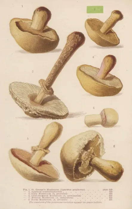 Framed Print : Mushrooms Walsh 1-6 1873 Framed Print : Mushrooms Walsh 1-6 1873