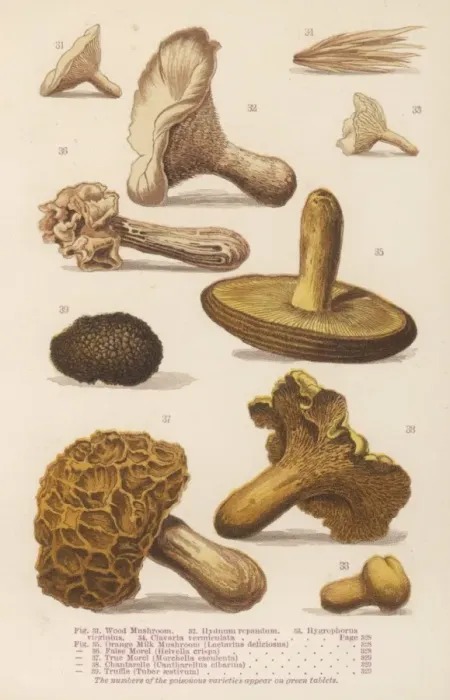Framed Print : Mushrooms Walsh 31-39 Framed Print : Mushrooms Walsh 31-39