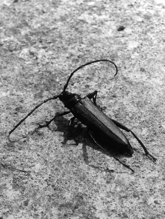 Framed Print : Musk Beetle Framed Print : Musk Beetle