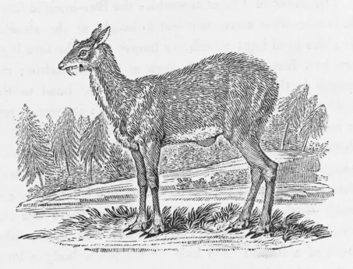 Framed Print : Musk-Deer (Bewick) Framed Print : Musk-Deer (Bewick)