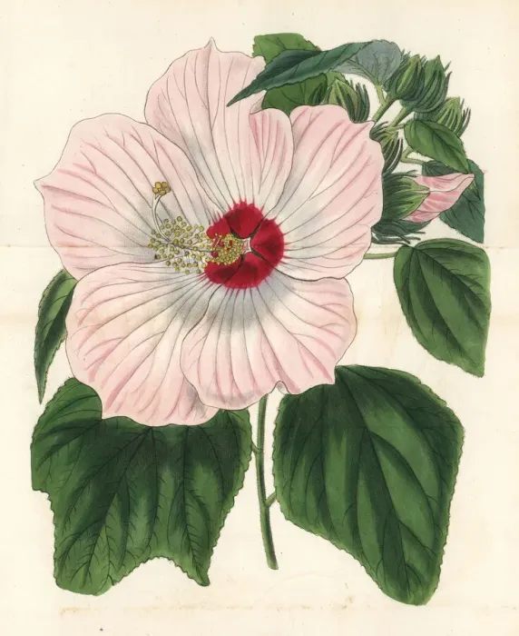 Framed Print : Musk hibiscus, Hibiscus moscheutos Framed Print : Musk hibiscus, Hibiscus moscheutos