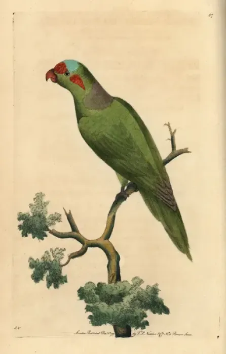 Framed Print : Musk lorikeet, Glossopsitta concinna Framed Print : Musk lorikeet, Glossopsitta concinna
