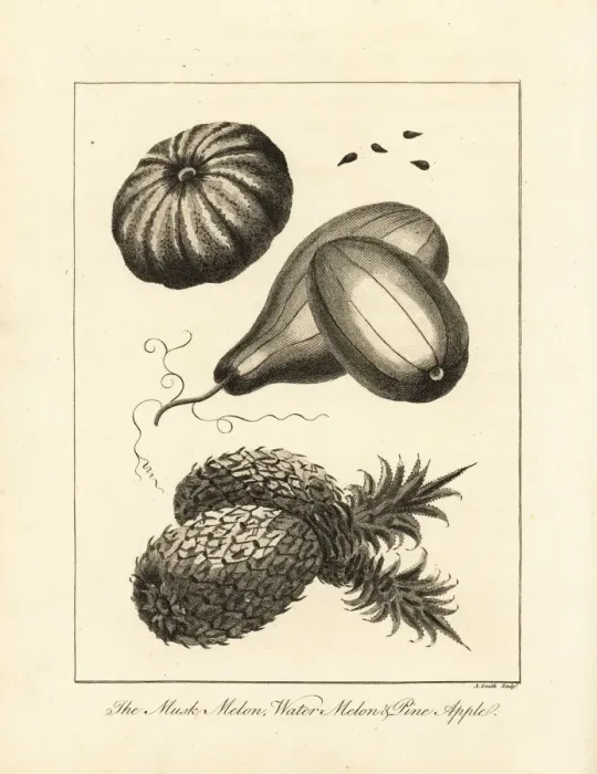 Framed Print : Musk melon, watermelon and pineapple Framed Print : Musk melon, watermelon and pineapple